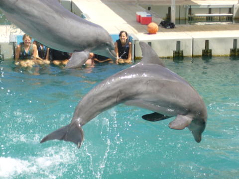 Dolphin Quest Bermuda