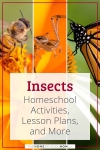 Insects Homeschool Activities, Lesson Plans, and More.