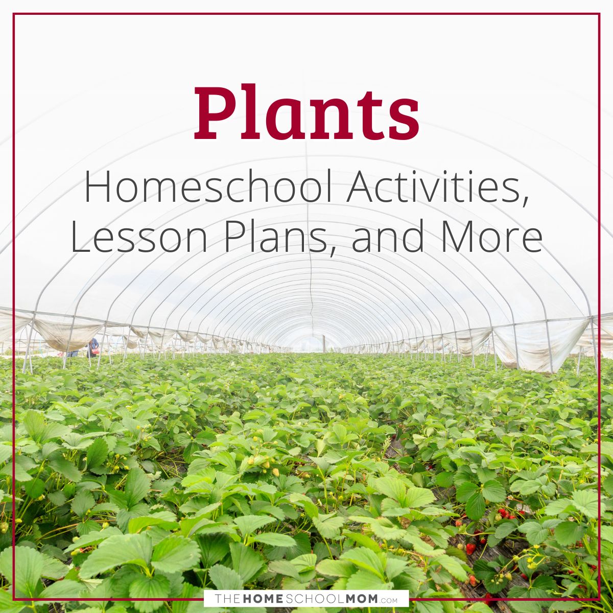 Plants - homeschool activities, lesson plans, and more.