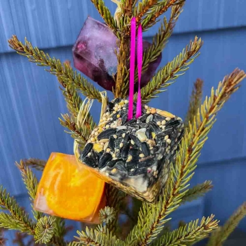 Frozen mini birdfeeder blocks with bird seed and orange slices hanging on a tree outside.