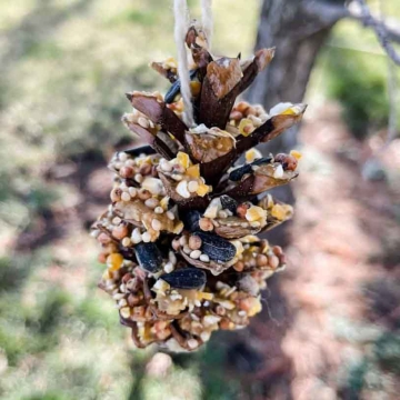 Pine cone birdfeeder hanging up in a tree outside.